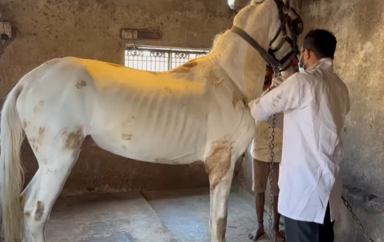 Glander disease again seen in horses in Surat